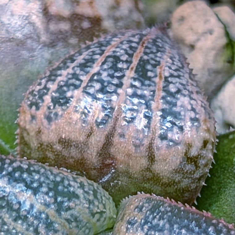 Haworthia  marxii-groenewaldii hybrid series PP556 #26