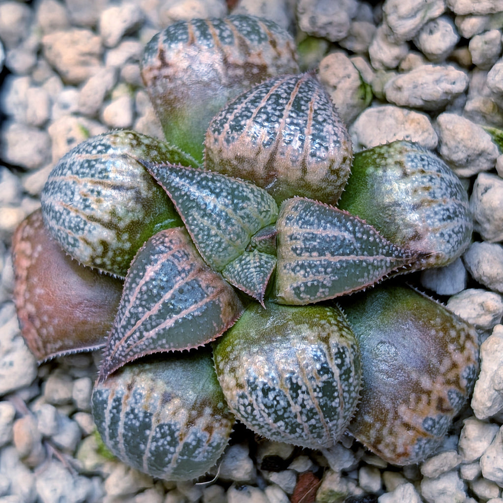 Haworthia  marxii-groenewaldii hybrid series PP556 #26