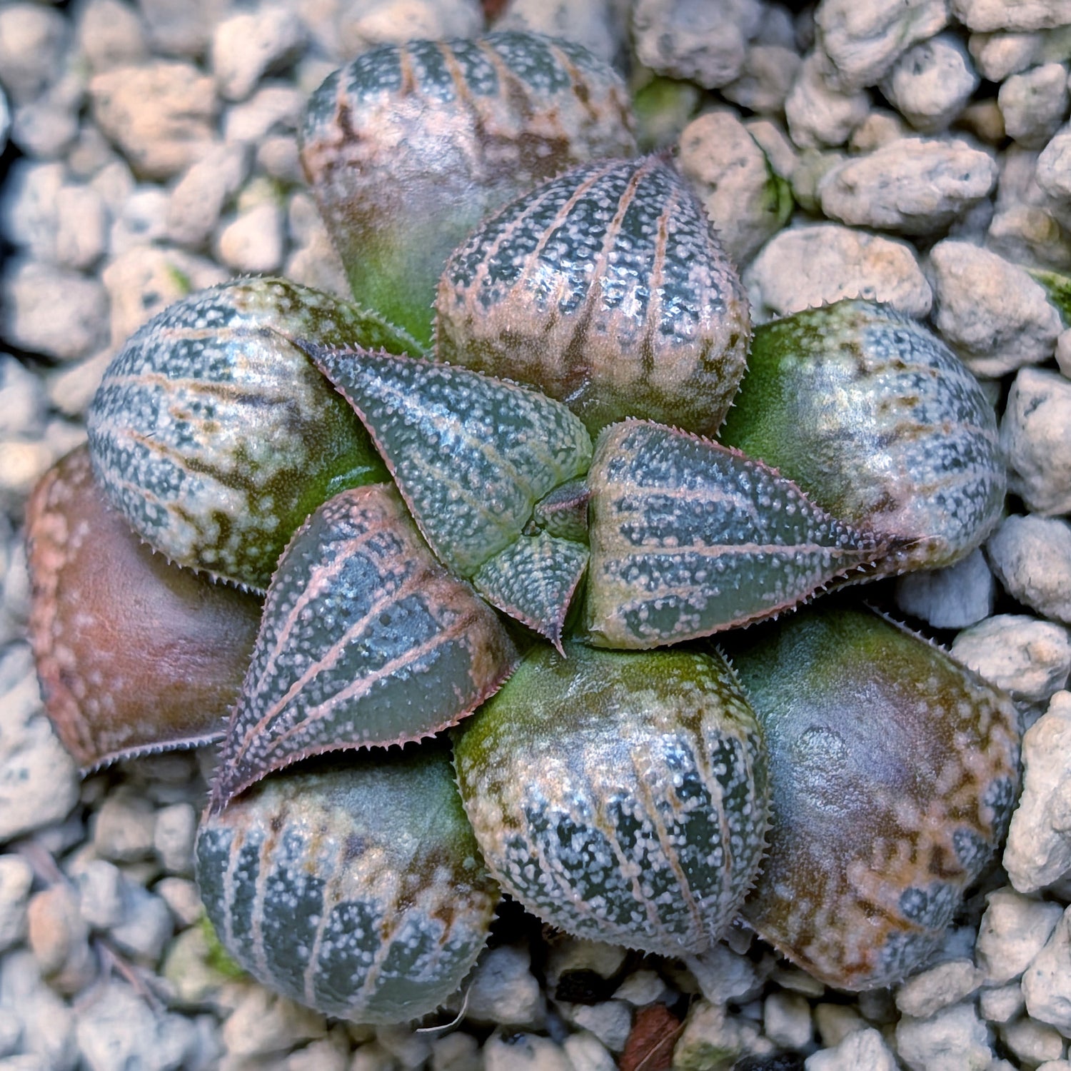 Haworthia  marxii-groenewaldii hybrid series PP556 #26