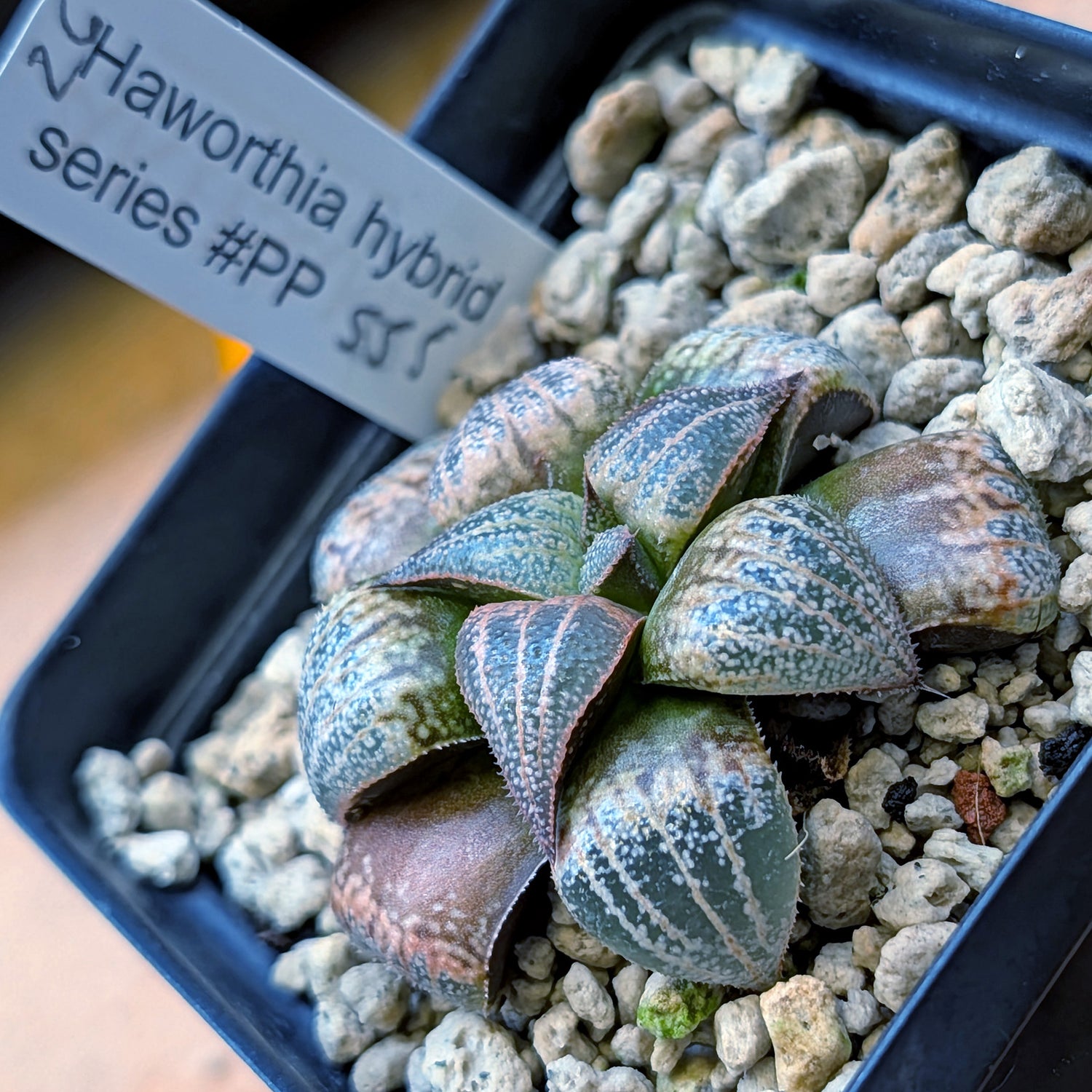 Haworthia  marxii-groenewaldii hybrid series PP556 #26