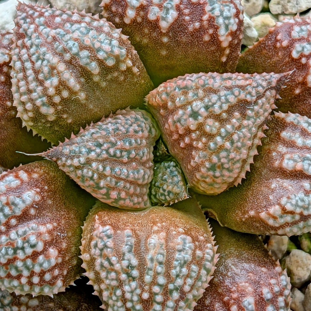 Haworthia "TetraTreasures" PP580 hybrid series #26