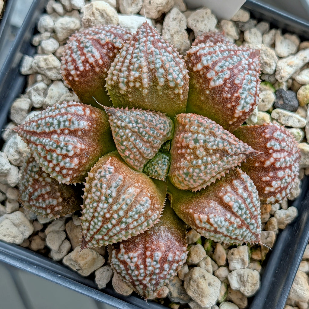 Haworthia "TetraTreasures" PP580 hybrid series #26