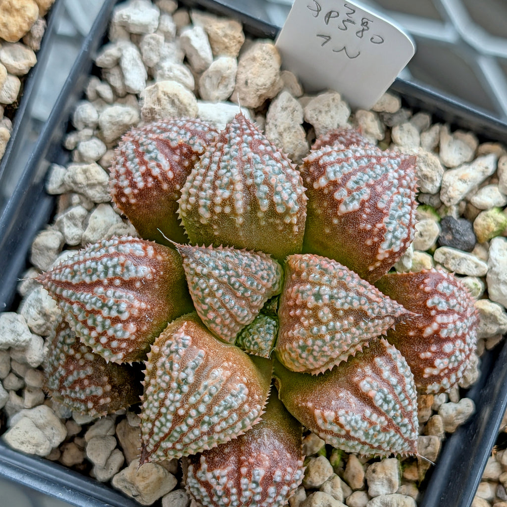 Haworthia "TetraTreasures" PP580 hybrid series #26