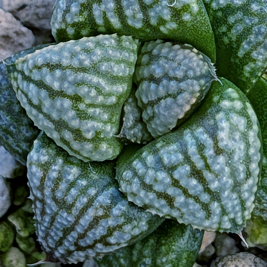 Haworthia PP669 hybrid series #26