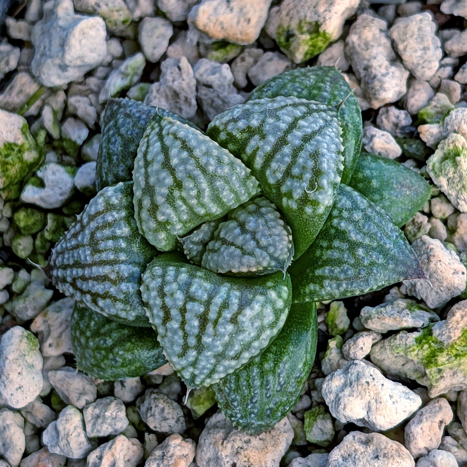 Haworthia PP669 hybrid series #26