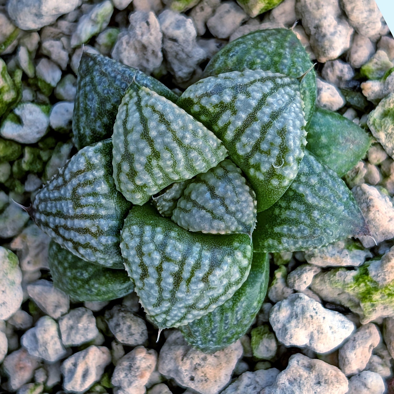 Haworthia PP669 hybrid series #26
