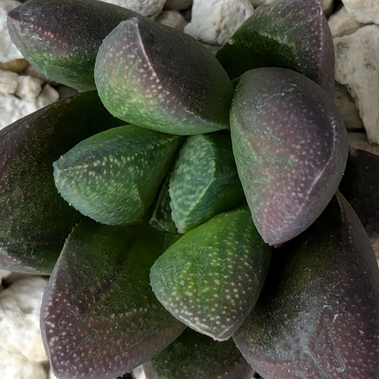 Haworthia PP576 hybrid series #27