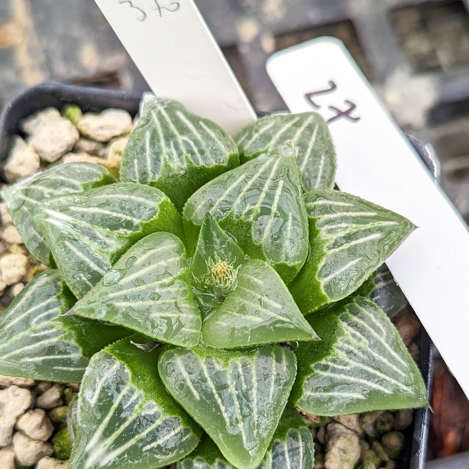 Haworthia  "White Widow" hybrid series PP370 #27 SOLD OUT