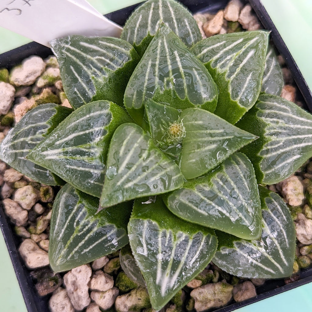 Haworthia  "White Widow" hybrid series PP370 #27 SOLD OUT