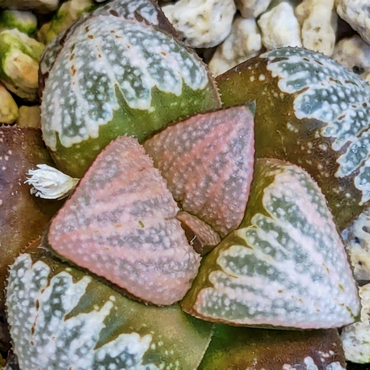 Haworthia  hybrid series PP617 #27
