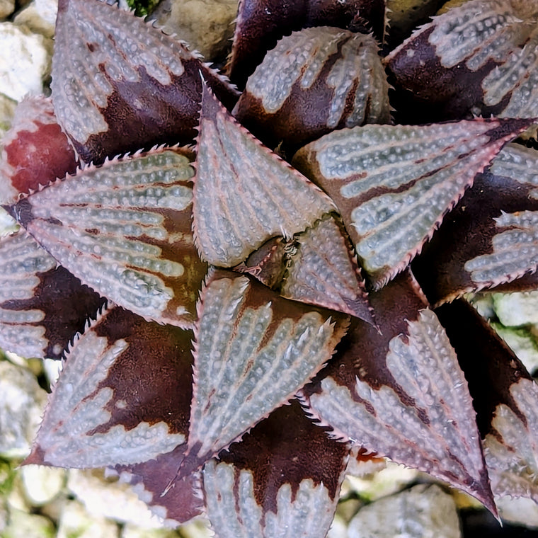 Haworthia PP225 hybrid series #27