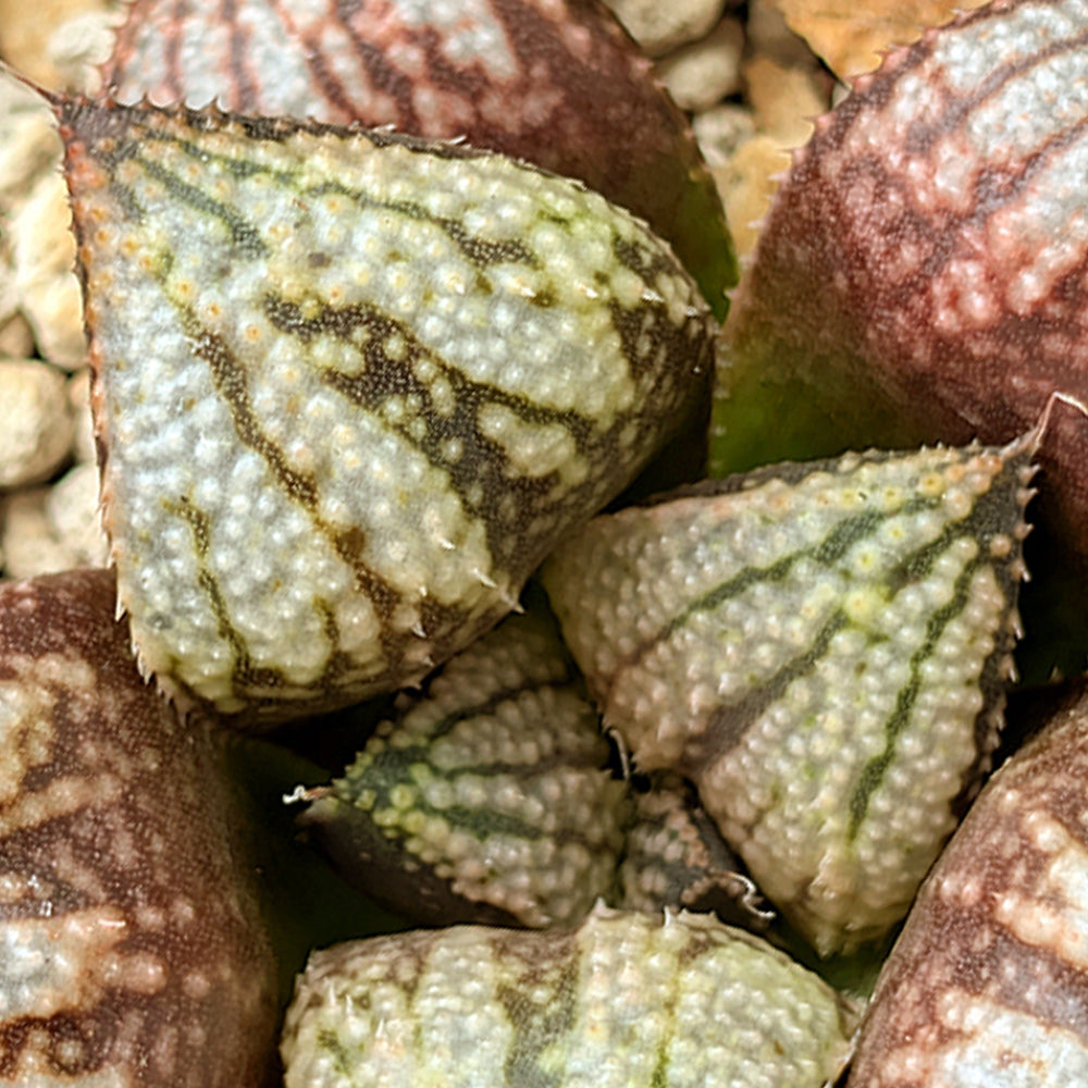 Haworthia "TetraTreasures" PP635 hybrid series #27