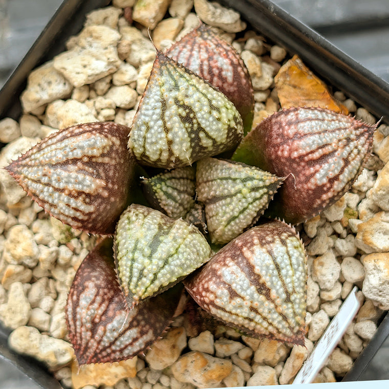Haworthia 