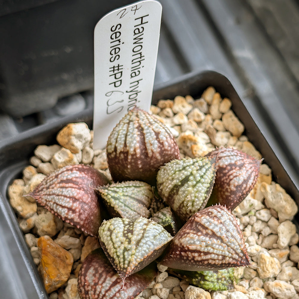 Haworthia "TetraTreasures" PP635 hybrid series #27