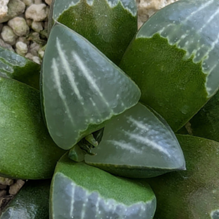 Haworthia PP644 White Widow hybrid series #27