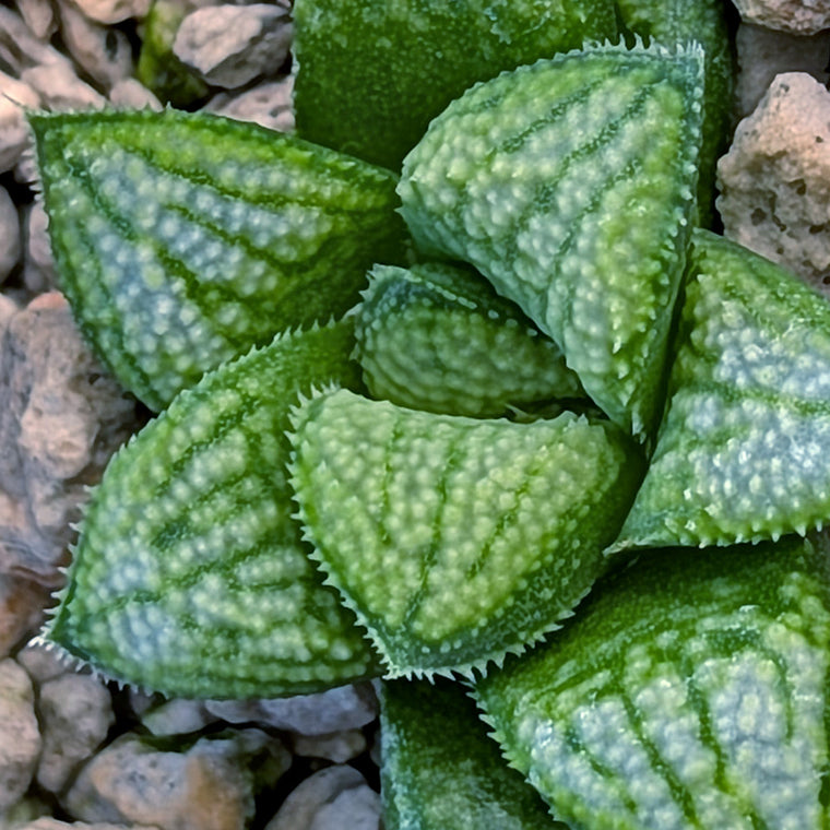 Haworthia PP680 hybrid series #27