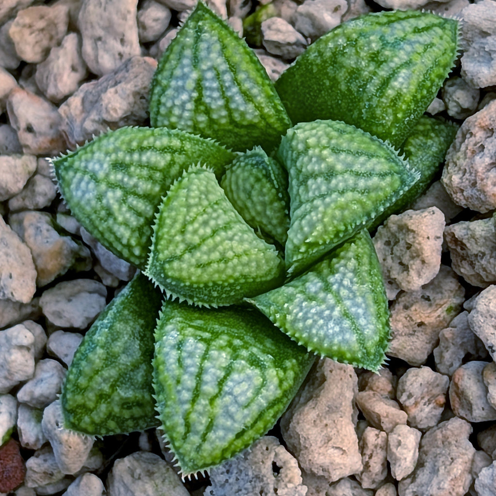 Haworthia PP680 hybrid series #27