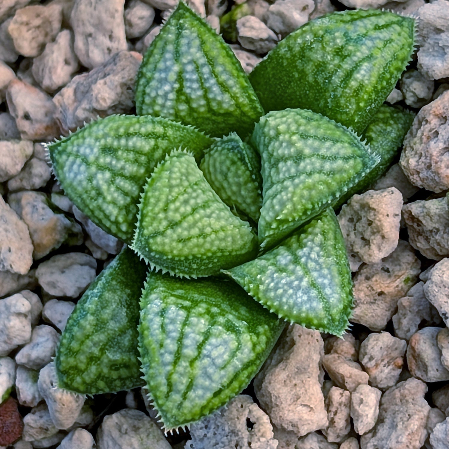 Haworthia PP680 hybrid series #27