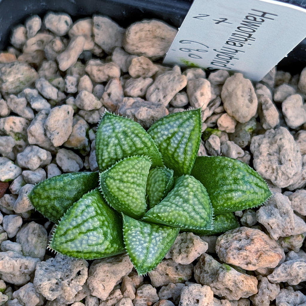 Haworthia PP680 hybrid series #27