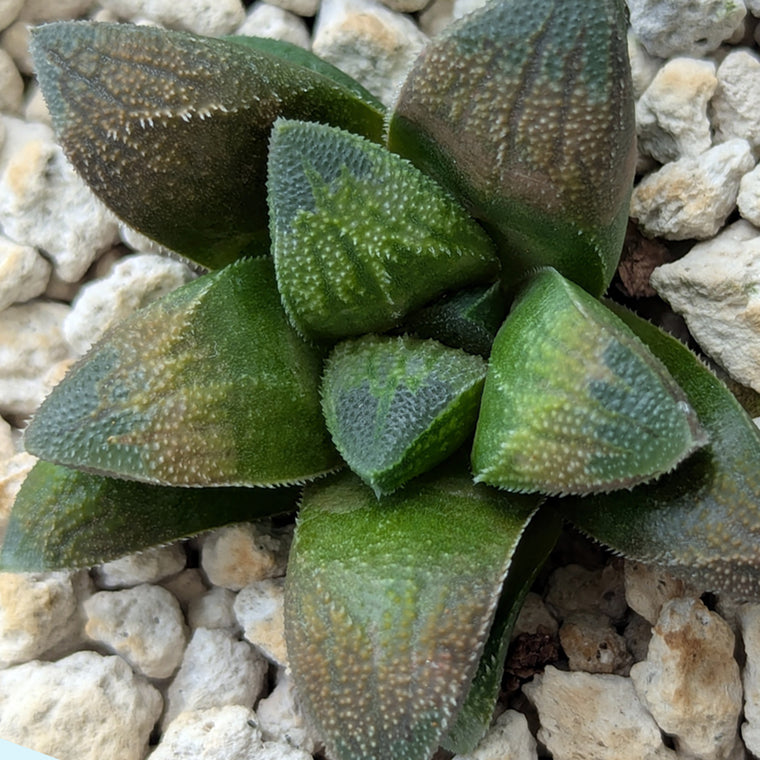 Haworthia PP576 hybrid series #28