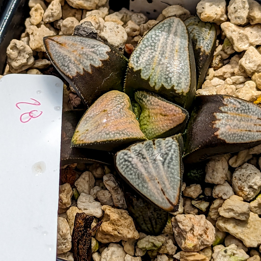 Haworthia groenewaldii hybrid series PP413 #28 SOLD OUT