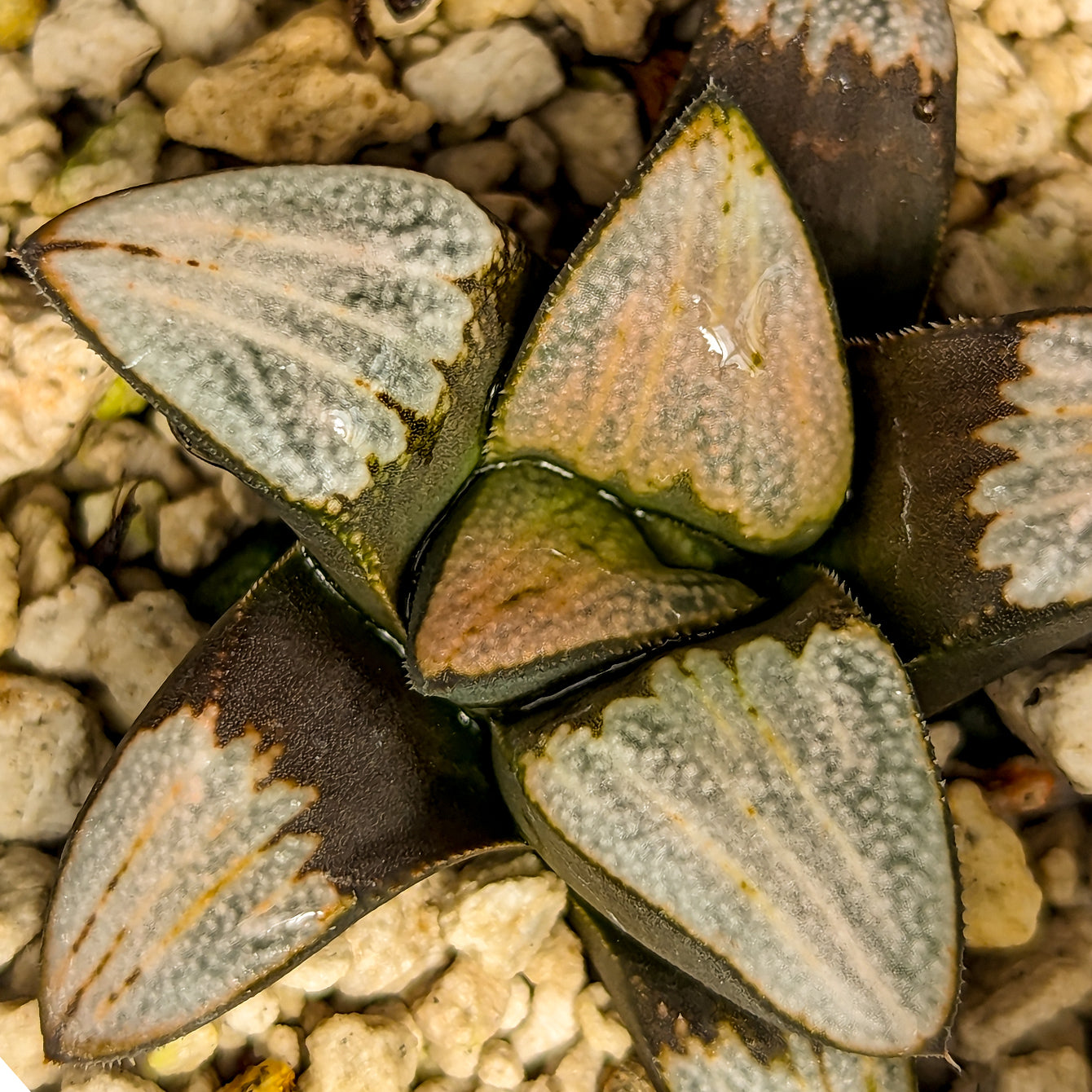 Haworthia groenewaldii hybrid series PP413 #28 SOLD OUT