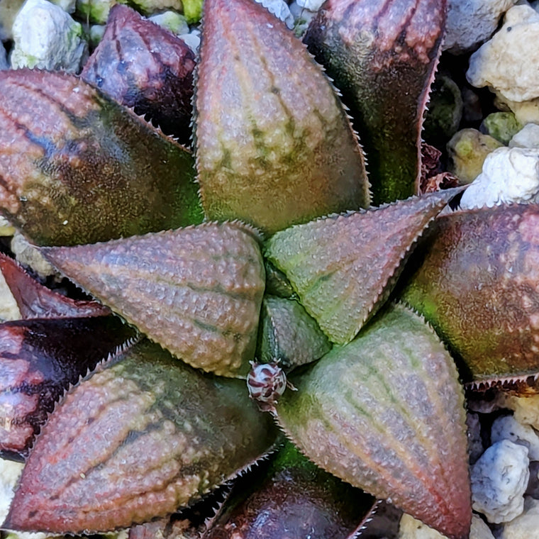 Haworthia PP609 hybrid series #28