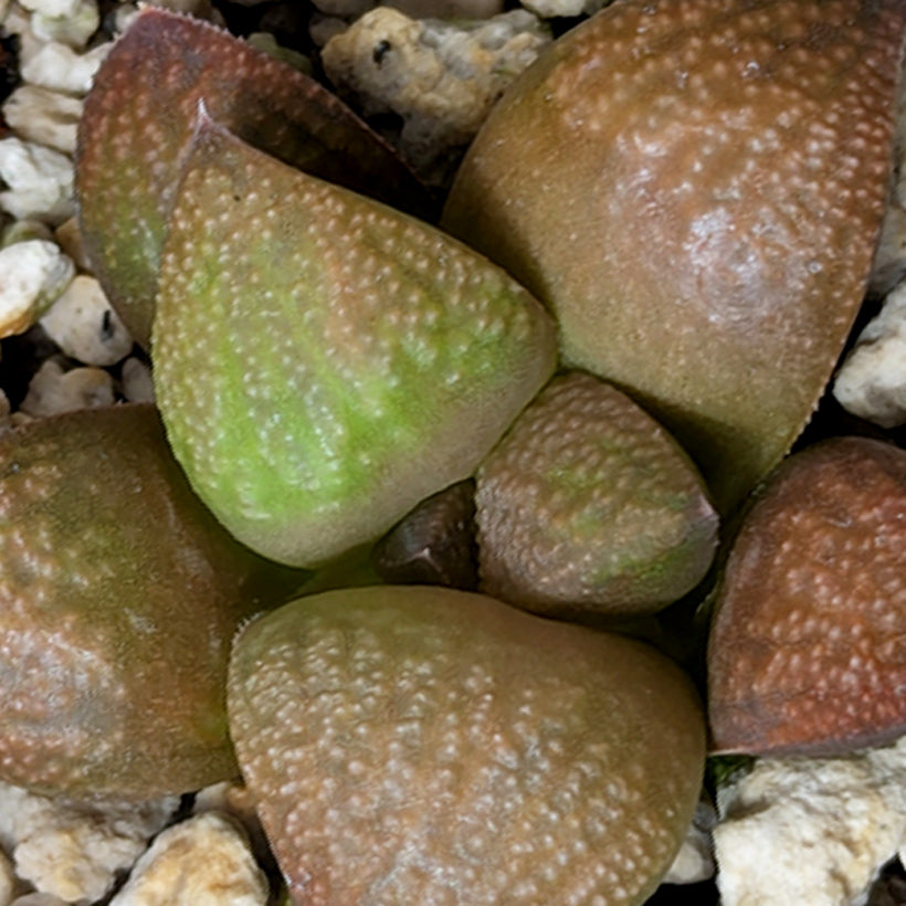 Haworthia  hybrid series PP649 #28