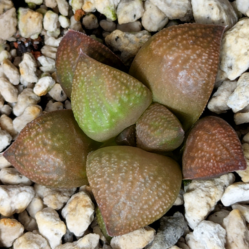 Haworthia  hybrid series PP649 #28