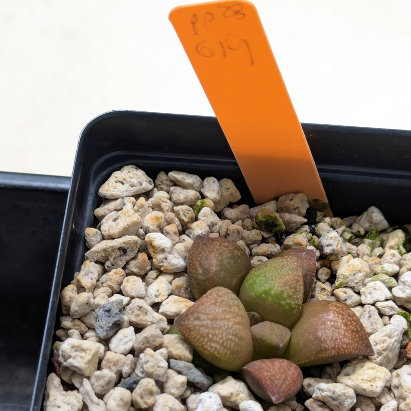 Haworthia  hybrid series PP649 #28