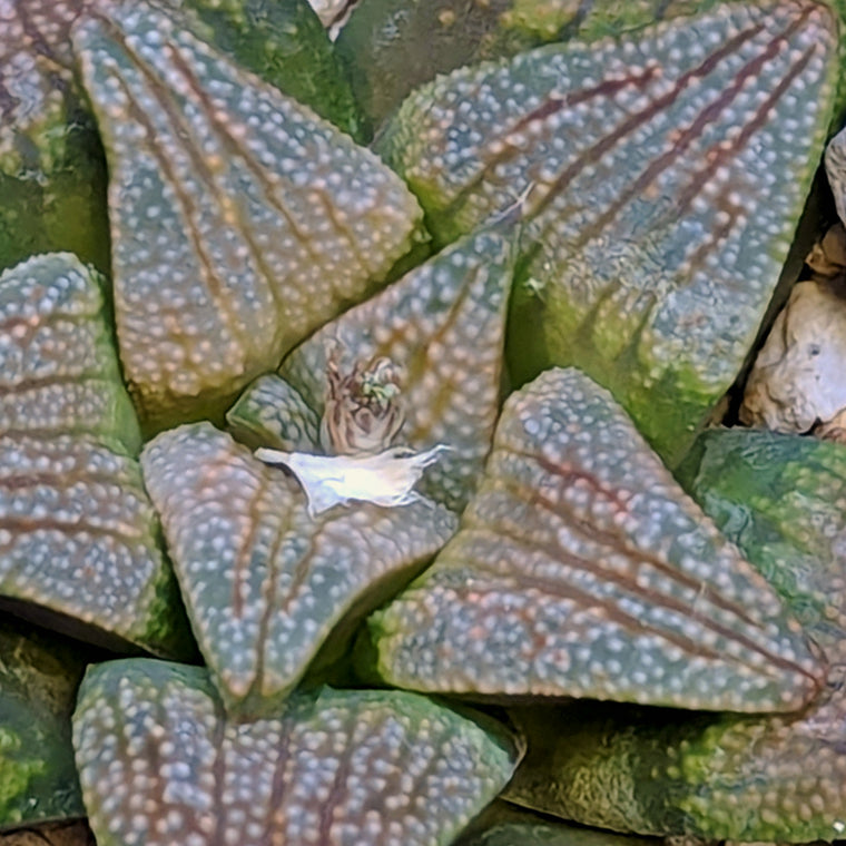 Haworthia  hybrid series PP380 #28