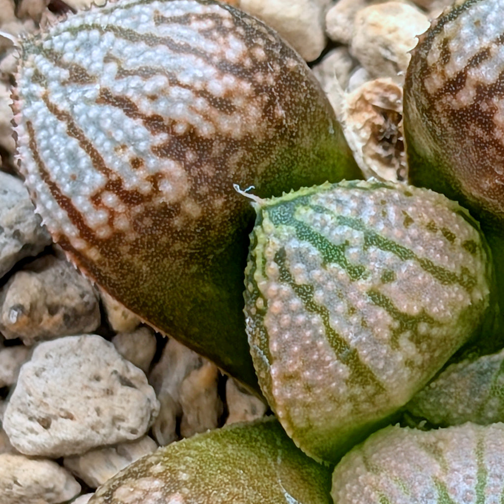 Haworthia "TetraTreasures" PP634 hybrid series #28