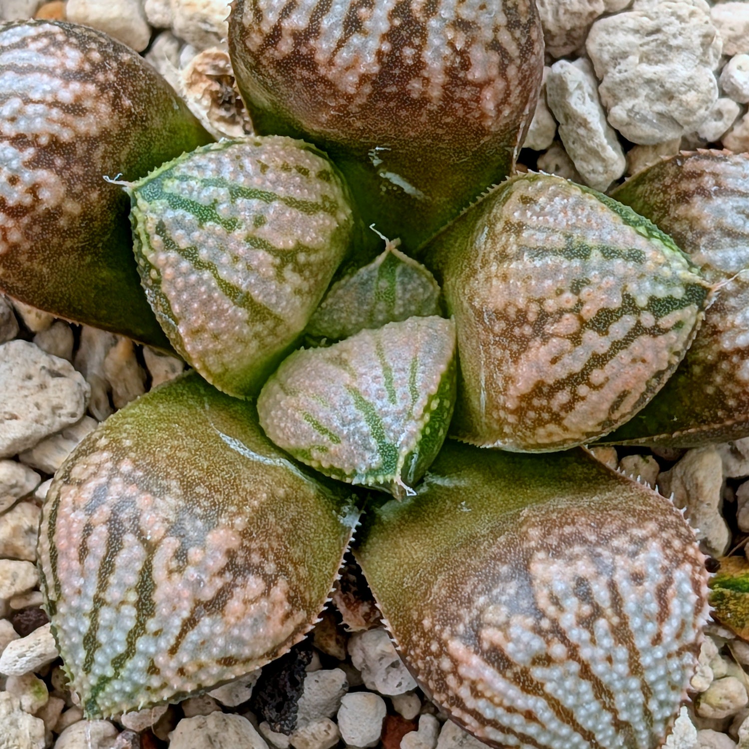 Haworthia "TetraTreasures" PP634 hybrid series #28