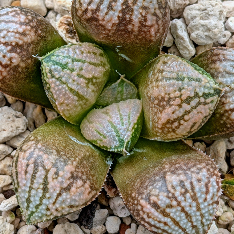 Haworthia 