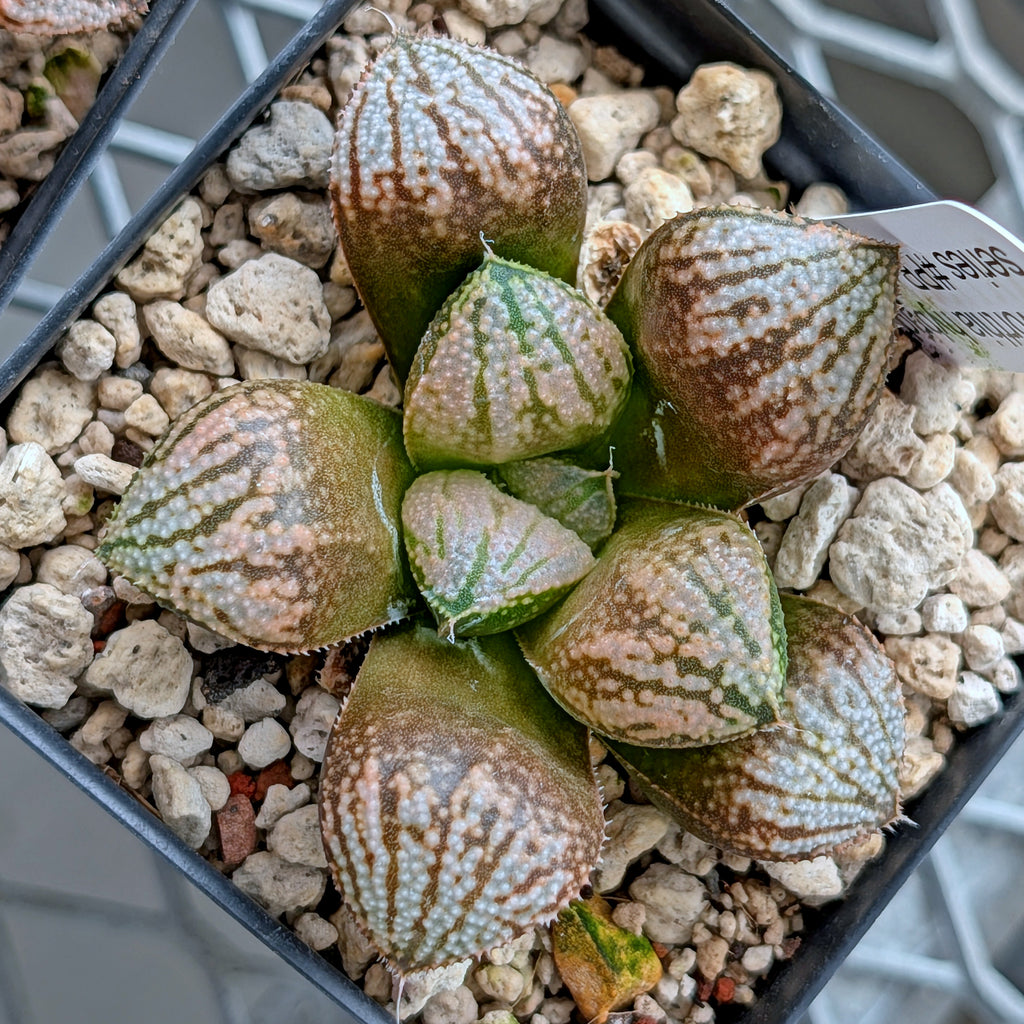 Haworthia "TetraTreasures" PP634 hybrid series #28