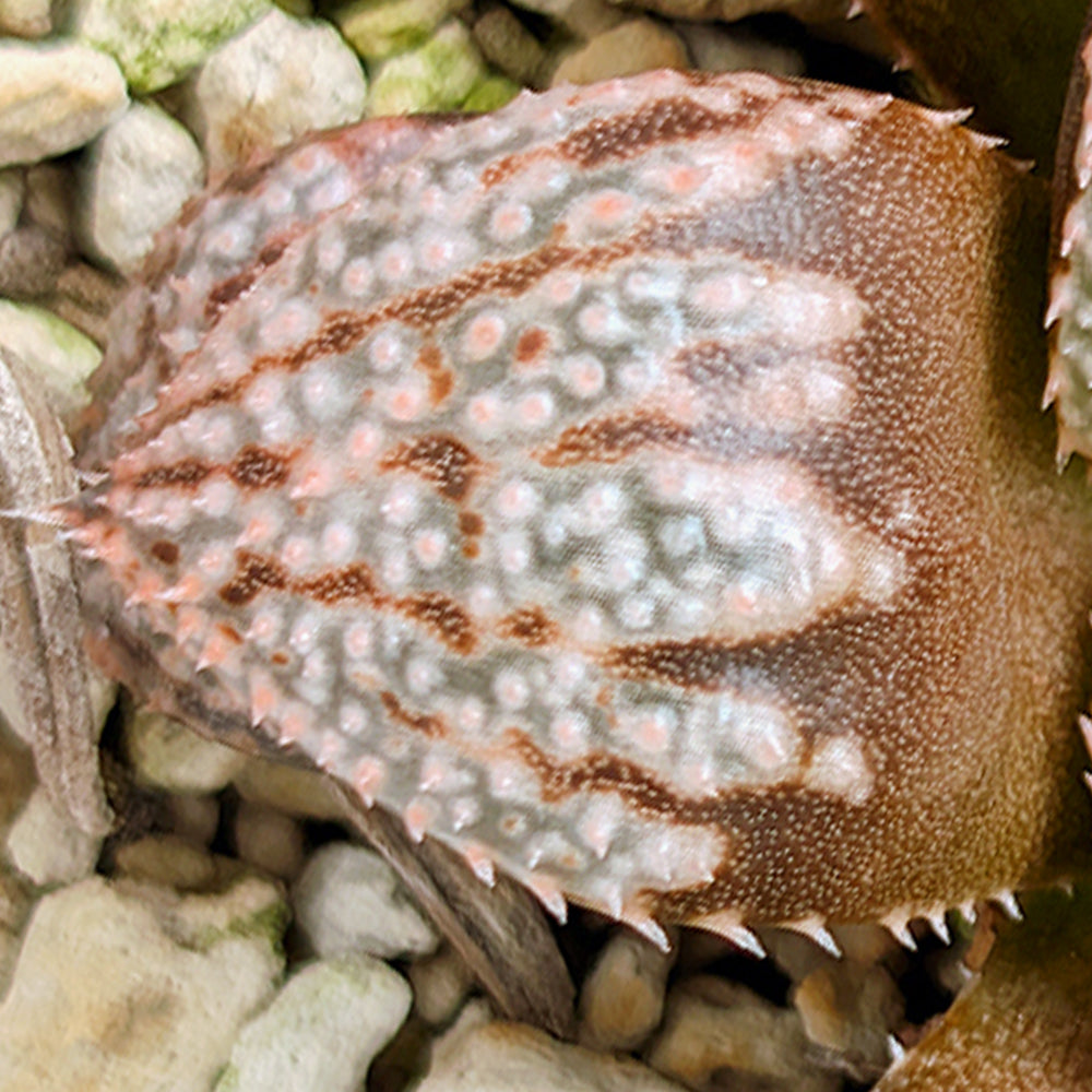 Haworthia "TetraTreasures" PP635 hybrid series #28