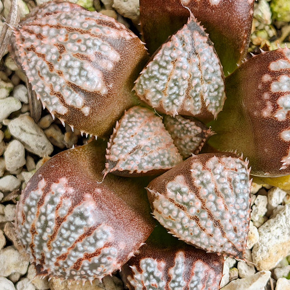 Haworthia "TetraTreasures" PP635 hybrid series #28