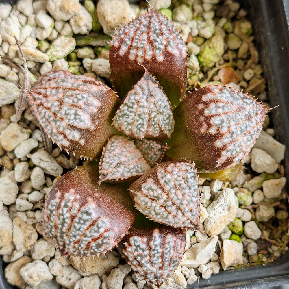 Haworthia "TetraTreasures" PP635 hybrid series #28