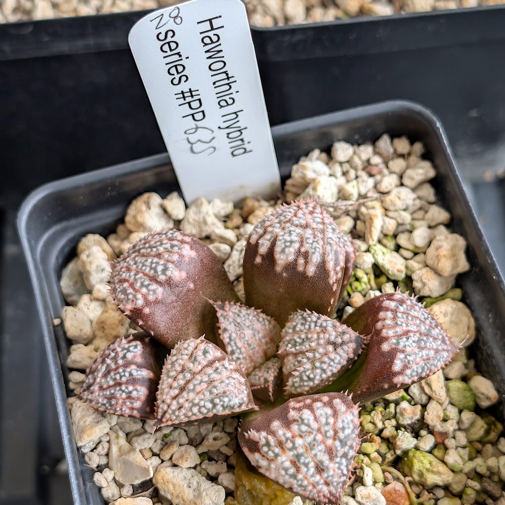 Haworthia "TetraTreasures" PP635 hybrid series #28