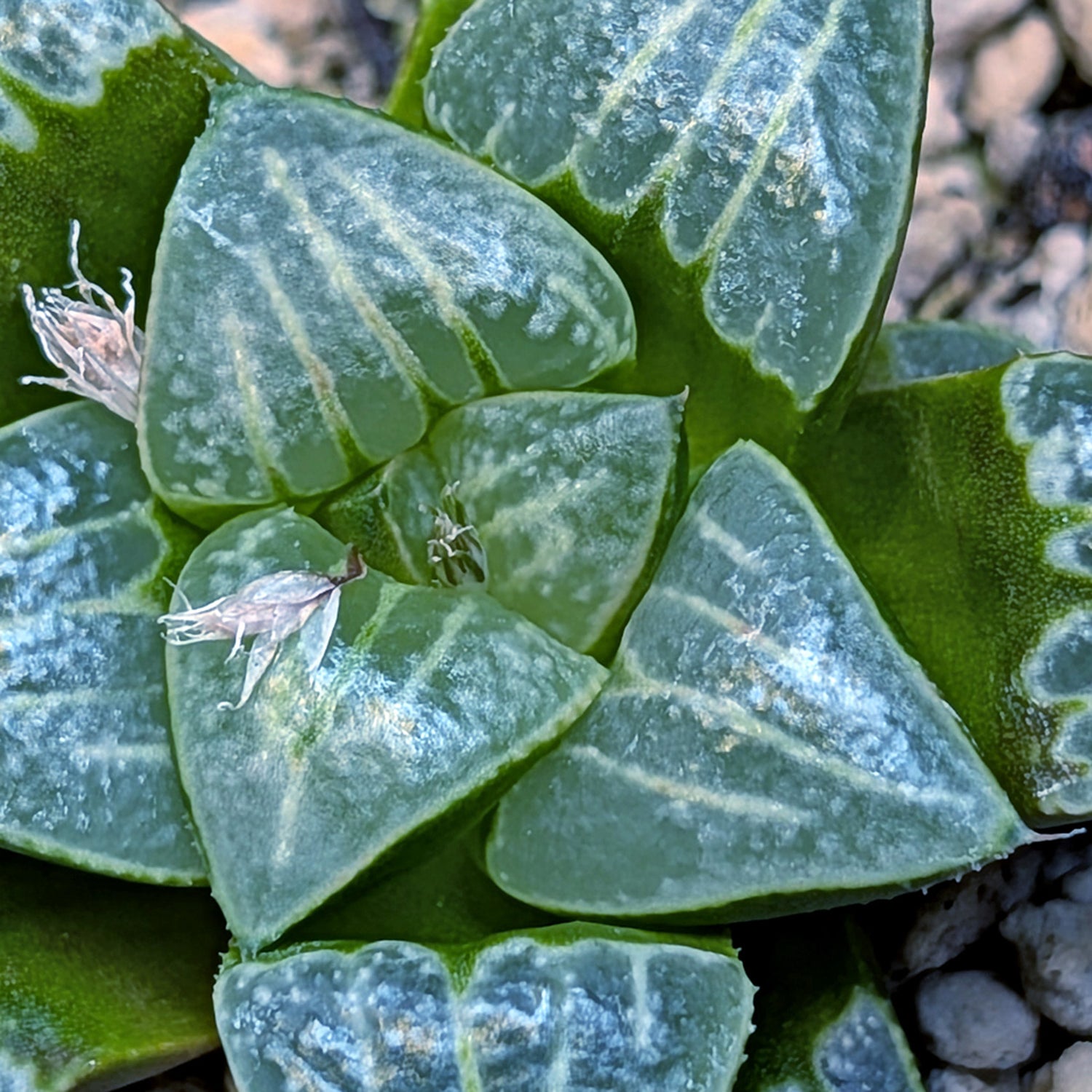 Haworthia PP644 White Widow hybrid series #28