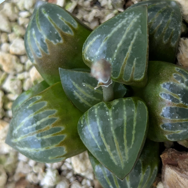 Haworthia PP644 White Widow hybrid series #28