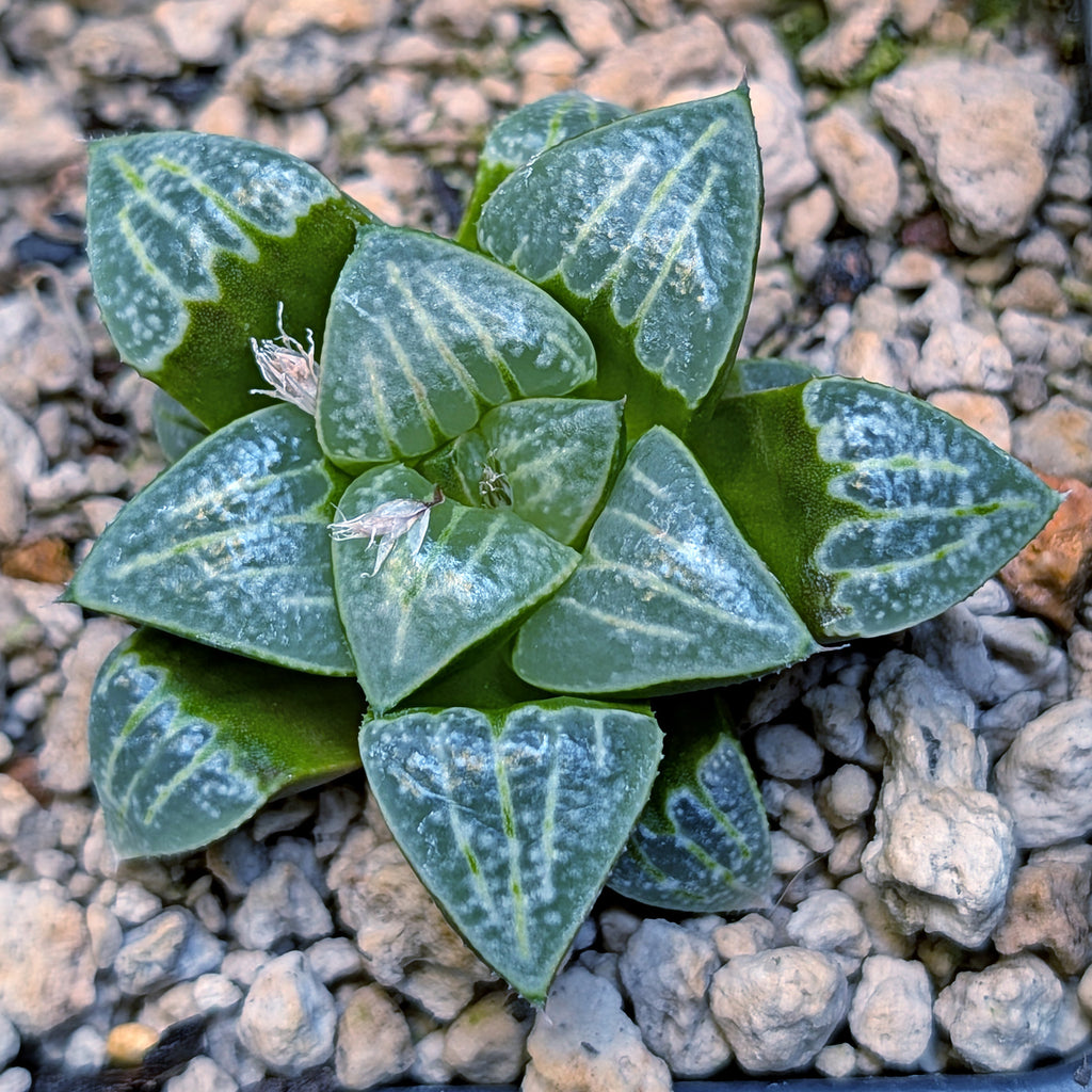 Haworthia PP644 White Widow hybrid series #28
