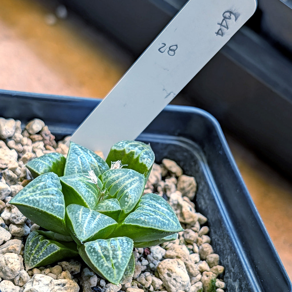 Haworthia PP644 White Widow hybrid series #28