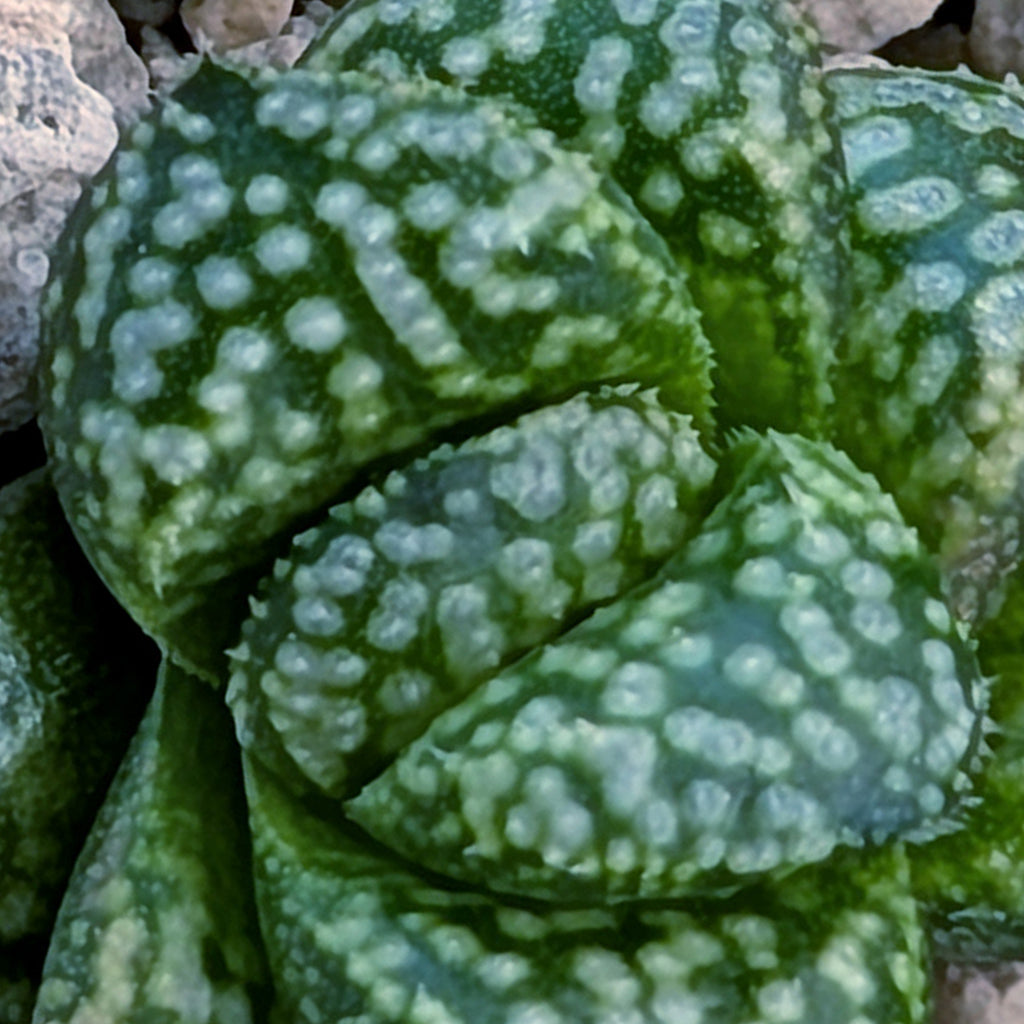 Haworthia PP669 hybrid series #28
