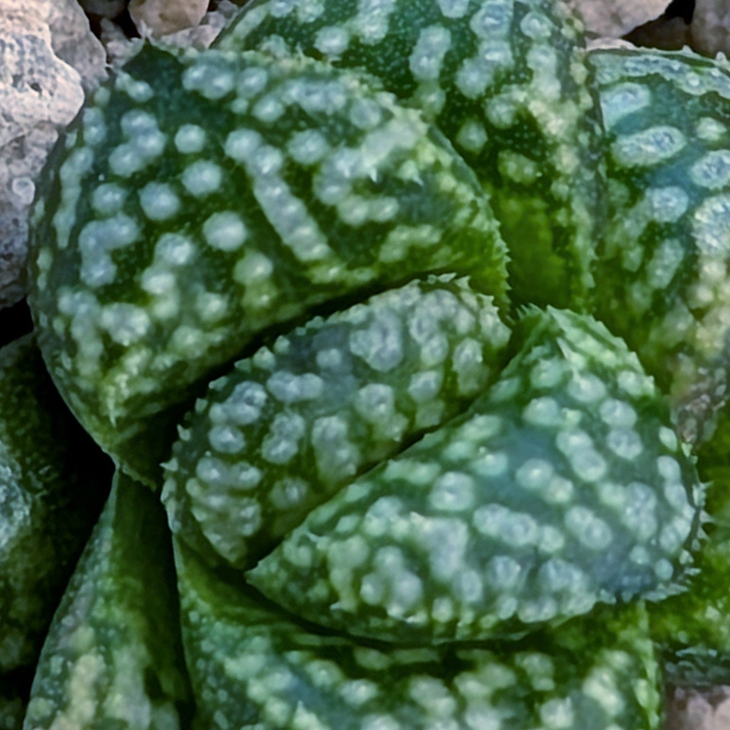 Haworthia PP669 hybrid series #28