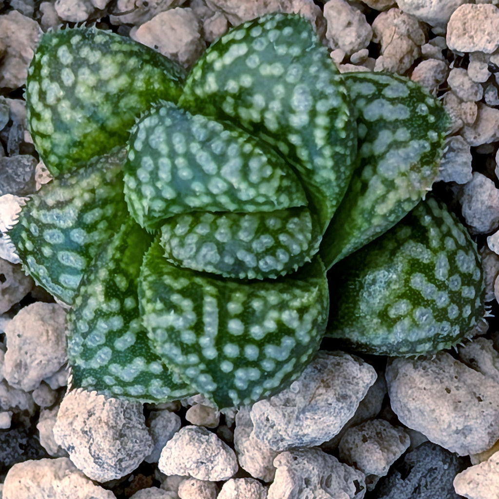 Haworthia PP669 hybrid series #28