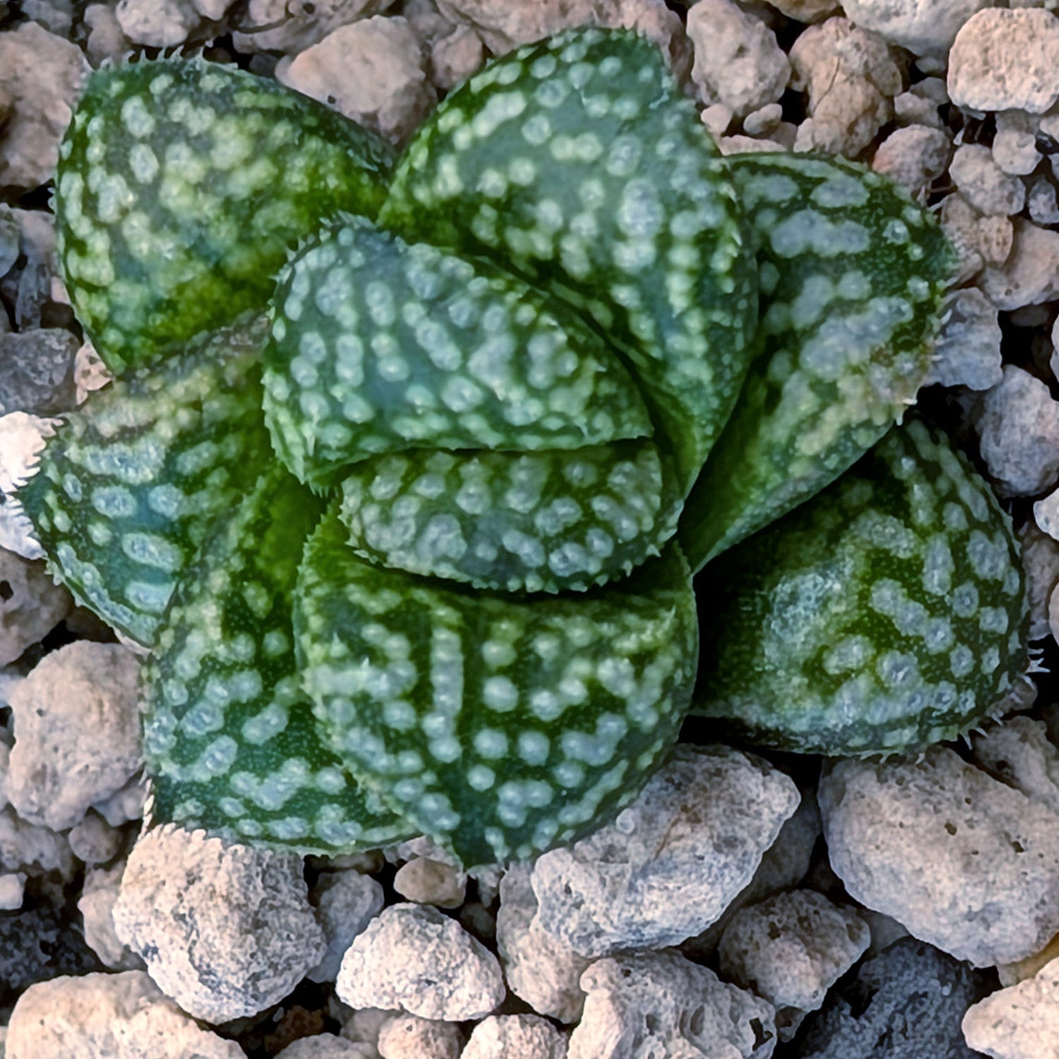 Haworthia PP669 hybrid series #28