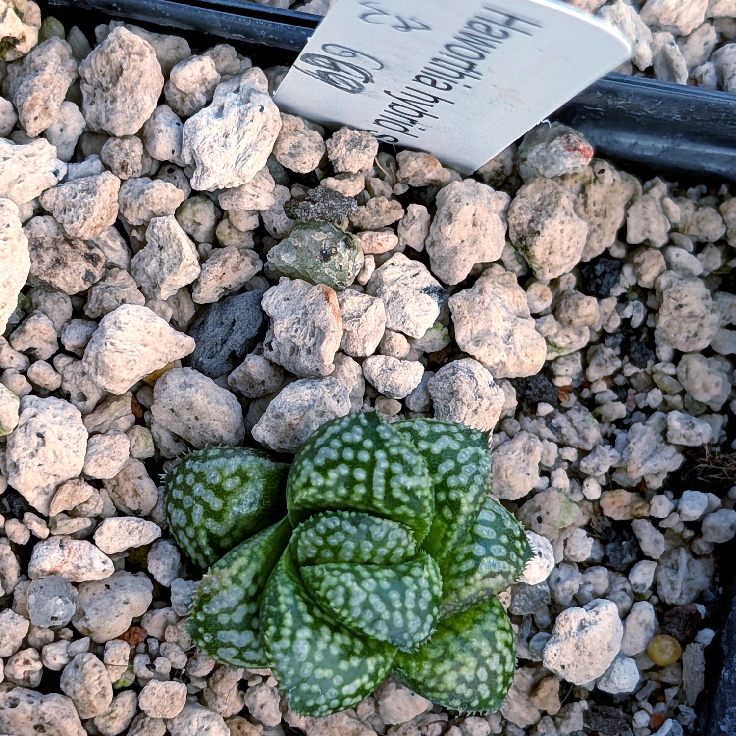 Haworthia PP669 hybrid series #28
