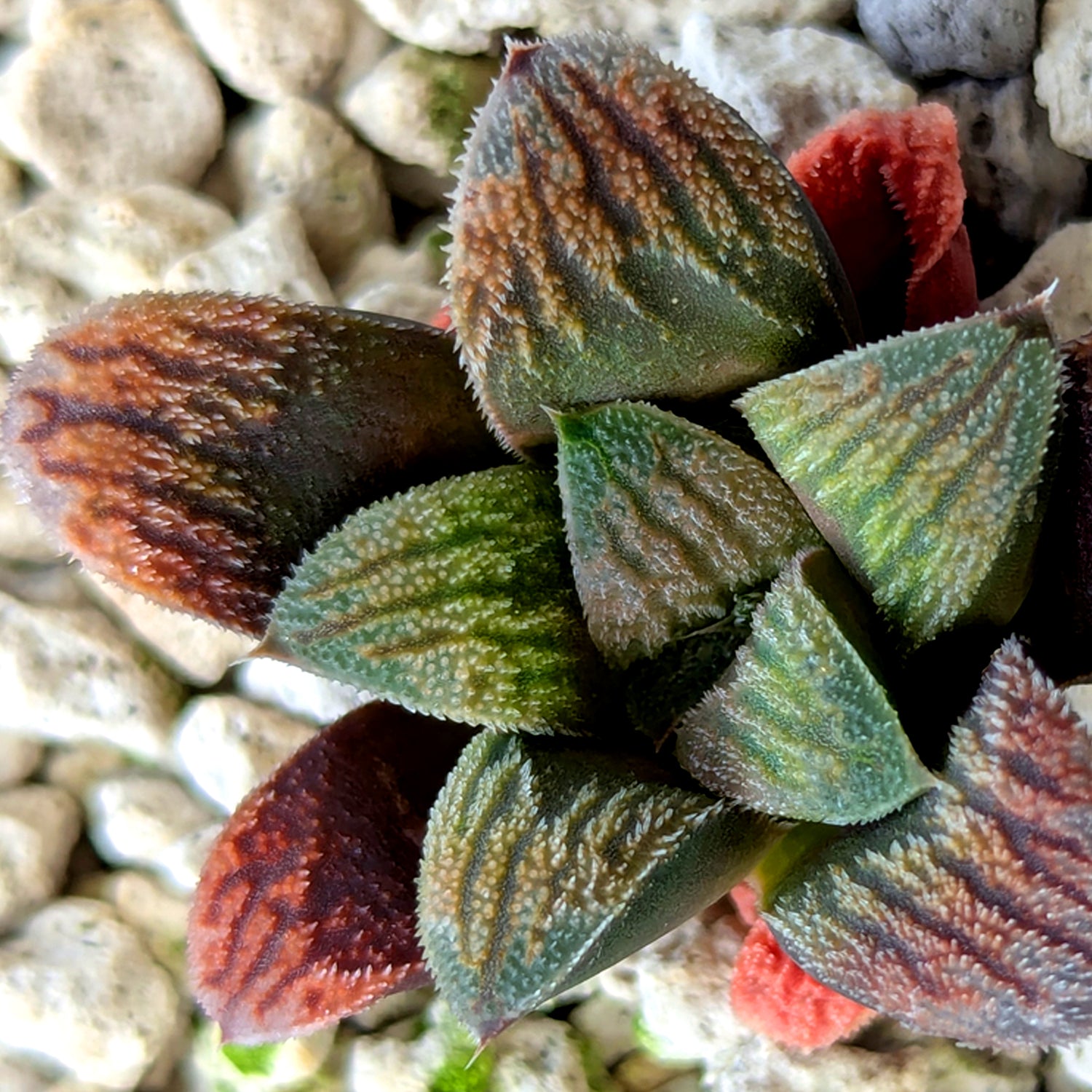 Haworthia PP576 hybrid series #29