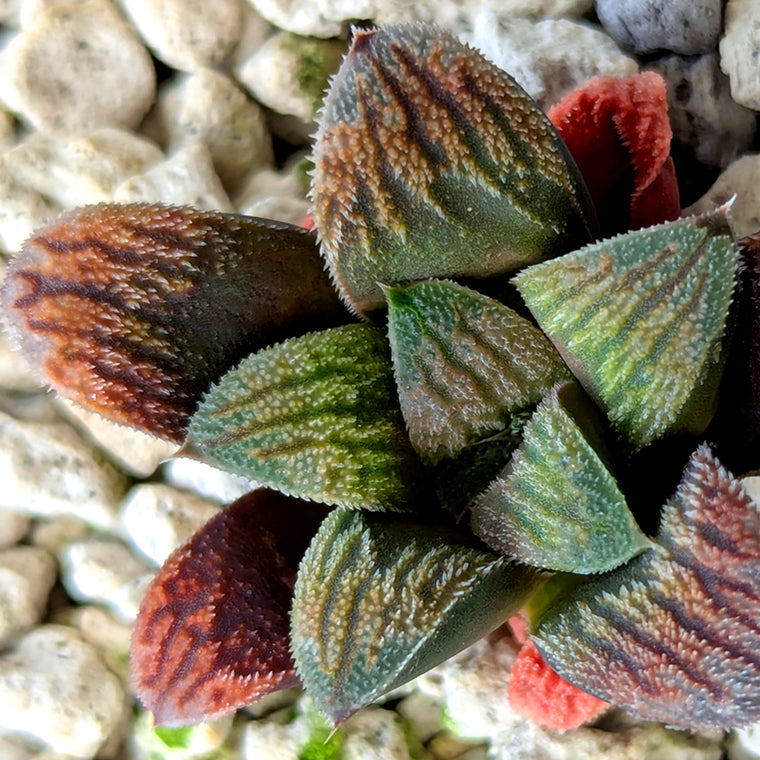 Haworthia PP576 hybrid series #29